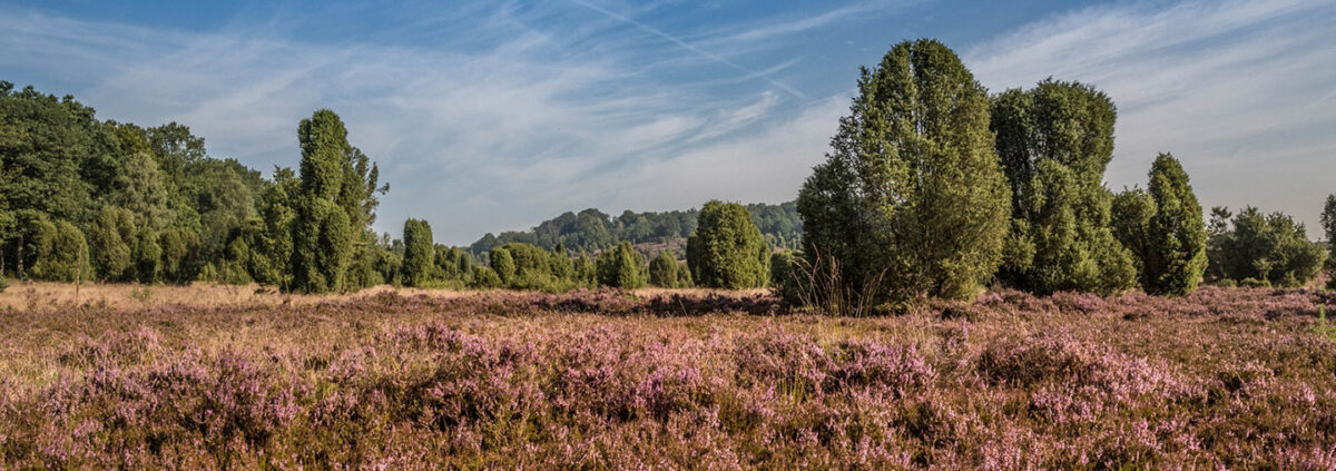 Foto „Erlebnis Heide“ von roja48 @pixelio.de