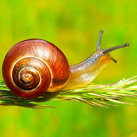 Foto „Schnecke auf Pflanze“ von Krzysztof Niewolny @Unsplash