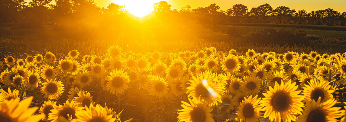 Foto „Sonnenblumenfeld unter blauem Himmel bei Sonnenuntergang“ von todd kent @Unsplash